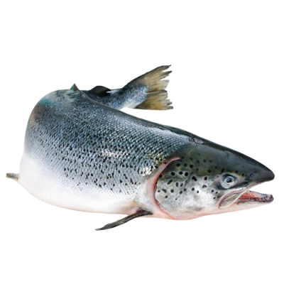 Cá Hồi Tươi Nguyên Con