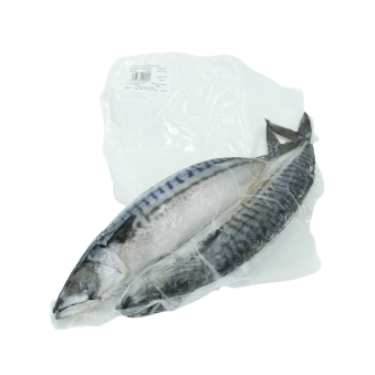 Cá Saba Nhật Bản Nguyên Con