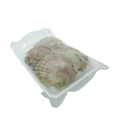 Sò Điệp Nửa Mảnh/Nguyên Mảnh Nhật Bản