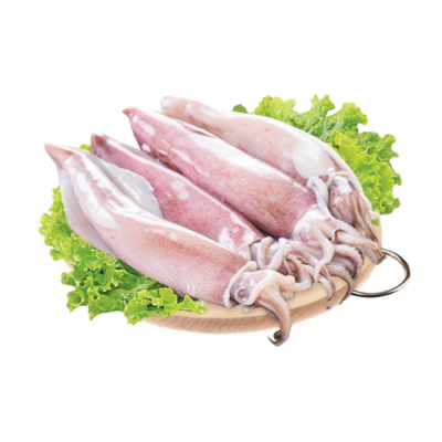 Mực ống câu sống cấp đông KHĐ